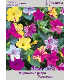 Мирабилис джалапа (jalapa) 5 шт