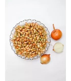 "Лук Штудгартен Ризен" - выборка на перо, севок