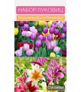 Набор - Тюльпаны луковицы + Лилии луковицы