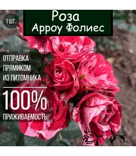 Саженец розы Арроу Фолиес / Спрей роза